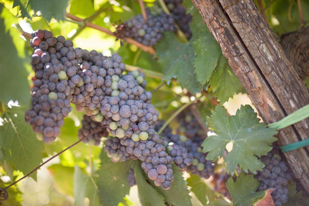 Podere Il Poggiolo بونتاسيفي المظهر الخارجي الصورة